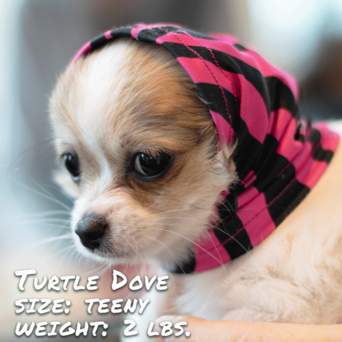 Zebra Pink Pup Scruff